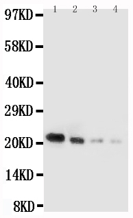IL18 Antibody - Western blot analysis of IL-18 using anti-IL-18 antibody. Electrophoresis was performed on a 5-20% SDS-PAGE gel at 70V (Stacking gel) / 90V (Resolving gel) for 2-3 hours. The sample well of each lane was loaded with 50ug of sample under reducing conditions. Lane 1: Recombinant Mouse IL18 Protein 10ng, Lane 2: Recombinant Mouse IL18 Protein 5ng, Lane 3: Recombinant Mouse IL18 Protein 2. 5ng, Lane 4: Recombinant Mouse IL18 Protein 1. 25ng. After Electrophoresis, proteins were transferred to a Nitrocellulose membrane at 150mA for 50-90 minutes. Blocked the membrane with 5% Non-fat Milk/ TBS for 1.5 hour at RT. The membrane was incubated with rabbit anti-IL-18 antigen affinity purified polyclonal antibody at 0.5 µg/mL overnight at 4°C, then washed with TBS-0.1% Tween 3 times with 5 minutes each and probed with a goat anti-rabbit IgG-HRP secondary antibody at a dilution of 1:10000 for 1.5 hour at RT. The signal is developed using an Enhanced Chemiluminescent detection (ECL) kit with Tanon 5200 system. A specific band was detected for IL-18 at approximately 21KD. The expected band size for IL-18 is at 21KD.