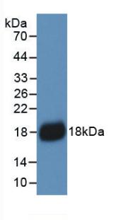 IL18 Antibody - Western Blot;Sample:Recombinant IL18, Human.