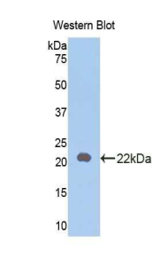 IL18 Antibody - Western blot of recombinant IL18.  This image was taken for the unconjugated form of this product. Other forms have not been tested.