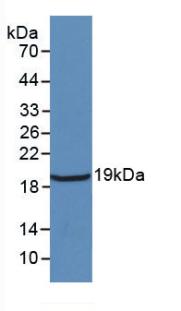 IL18 Antibody - Western Blot; Sample: Recombinant IL18, Rat.