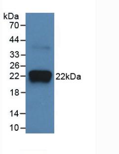 IL18 Antibody