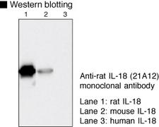 IL18 Antibody