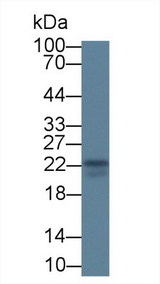 IL18 Antibody