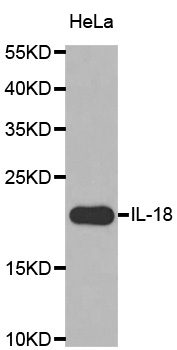 IL18 Antibody - Western blot analysis of extracts of HeLa cells.