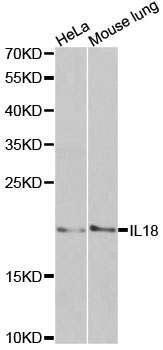 IL18 Antibody - Western blot analysis of extracts of various cell lines, using IL18 antibody at 1:1000 dilution. The secondary antibody used was an HRP Goat Anti-Rabbit IgG (H+L) at 1:10000 dilution. Lysates were loaded 25ug per lane and 3% nonfat dry milk in TBST was used for blocking. An ECL Kit was used for detection.