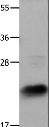 IL18 Antibody - Western blot analysis of HeLa cells, using IL18 Polyclonal Antibody at dilution of 1:1350.