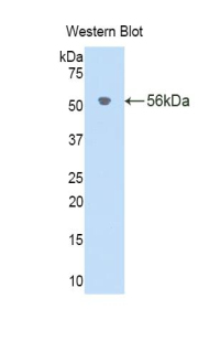 IL18BP Antibody - Western blot of recombinant IL18BP.  This image was taken for the unconjugated form of this product. Other forms have not been tested.