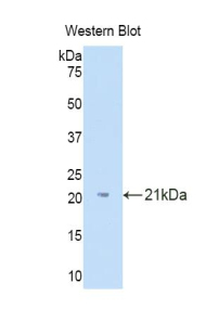 IL18BP Antibody - Western blot of recombinant IL18BP.  This image was taken for the unconjugated form of this product. Other forms have not been tested.