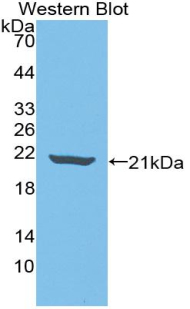 IL18BP Antibody - Western blot of recombinant IL18BP.