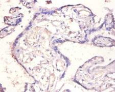 IL18BP Antibody - Immunohistochemistry of paraffin-embedded human placenta tissue using IL18BP Antibody at dilution of 1:100