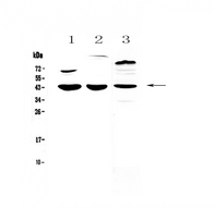IL18BP Antibody - Western blot - Anti-IL18 binding protein antibody