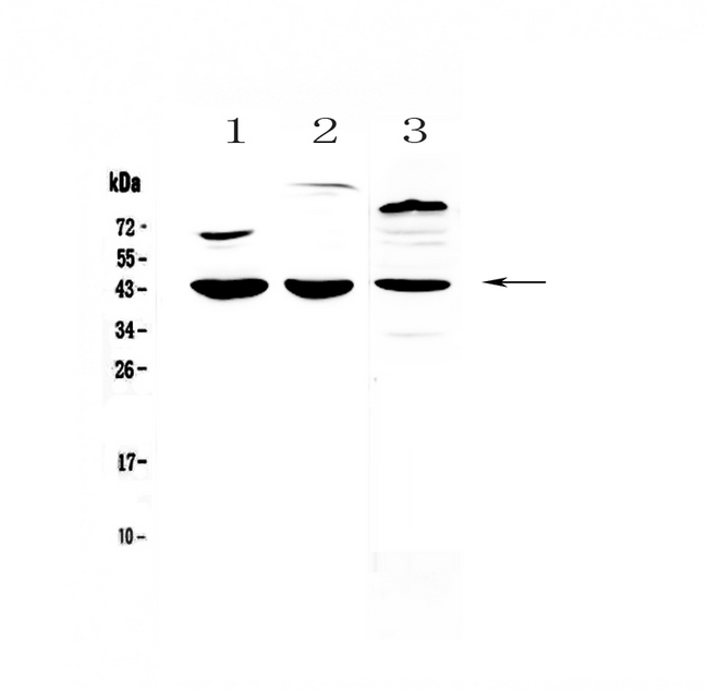 IL18BP Antibody - Western blot - Anti-IL18 binding protein antibody