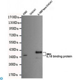 IL18BP Antibody - Western blot detection of IL18 binding protein in CHO-K1 cells transfected by IL18BP-PDGFR fusion protein and K562 cell lysates using IL18 binding protein mouse mAb (1:400-1:1000 diluted). Predicted band size: 37KDa. Observed band size: 37/40KDa.
