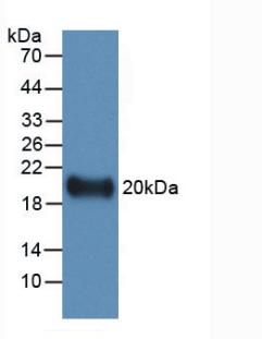 IL19 Antibody - Western Blot; Sample: Recombinant IL19, Human.