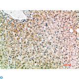 IL19 Antibody - Immunohistochemical analysis of paraffin-embedded human-liver, antibody was diluted at 1:200.
