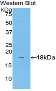 IL1A / IL-1 Alpha Antibody - Western blot of recombinant IL1A / IL1 Alpha.  This image was taken for the unconjugated form of this product. Other forms have not been tested.