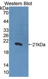 IL1A / IL-1 Alpha Antibody - Western Blot; Sample: Recombinant protein.