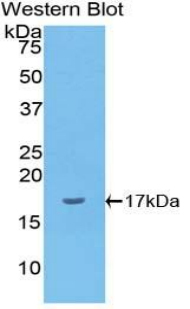 IL1A / IL-1 Alpha Antibody - Western blot of recombinant IL1A / IL1 Alpha.  This image was taken for the unconjugated form of this product. Other forms have not been tested.