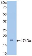 IL1A / IL-1 Alpha Antibody - Western Blot; Sample: Recombinant IL1a, Rabbit.