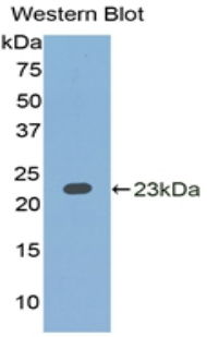 IL1A / IL-1 Alpha Antibody - Western blot of recombinant IL1A / IL1 Alpha.  This image was taken for the unconjugated form of this product. Other forms have not been tested.