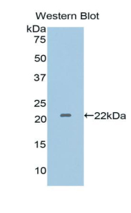 IL1A / IL-1 Alpha Antibody - Western blot of recombinant IL1A / IL1 Alpha.  This image was taken for the unconjugated form of this product. Other forms have not been tested.