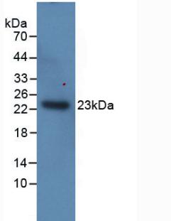 IL1A / IL-1 Alpha Antibody