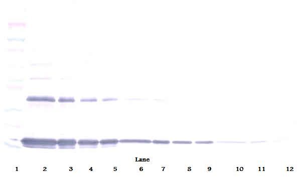 IL1A / IL-1 Alpha Antibody - Western Blot (non-reducing) of IL1A / IL1 Alpha antibody. This image was taken for the unconjugated form of this product. Other forms have not been tested.