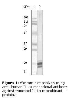 IL1A / IL-1 Alpha Antibody