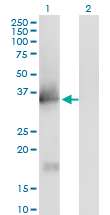 IL1A / IL-1 Alpha Antibody - Western Blot analysis of IL1A expression in transfected 293T cell line by IL1A monoclonal antibody (M01), clone 4B8.Lane 1: IL1A transfected lysate(30.6 KDa).Lane 2: Non-transfected lysate.