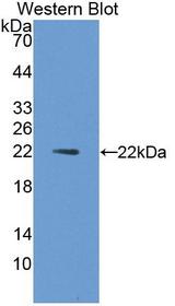 IL1A / IL-1 Alpha Antibody