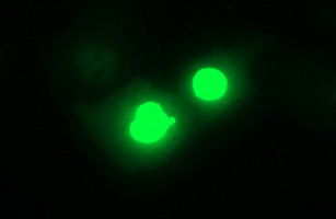 IL1A / IL-1 Alpha Antibody - Anti-IL1A mouse monoclonal antibody immunofluorescent staining of COS7 cells transiently transfected by pCMV6-ENTRY IL1A.