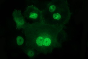 IL1A / IL-1 Alpha Antibody - Anti-IL1A mouse monoclonal antibody immunofluorescent staining of COS7 cells transiently transfected by pCMV6-ENTRY IL1A.