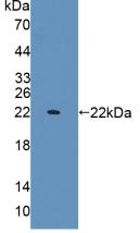 IL1A / IL-1 Alpha Antibody