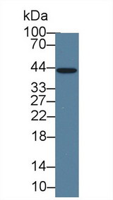 IL1A / IL-1 Alpha Antibody