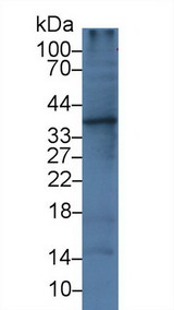 IL1A / IL-1 Alpha Antibody - Western Blot; Sample: Rat Liver lysate; Primary Ab: 3µg/ml Mouse Anti-Human IL1a Antibody Second Ab: 0.2µg/mL HRP-Linked Caprine Anti-Mouse IgG Polyclonal Antibody