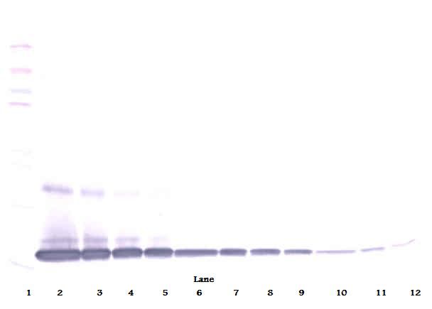 IL1A / IL-1 Alpha Antibody - Western Blot (reducing) of IL1A / IL1 Alpha antibody. This image was taken for the unconjugated form of this product. Other forms have not been tested.
