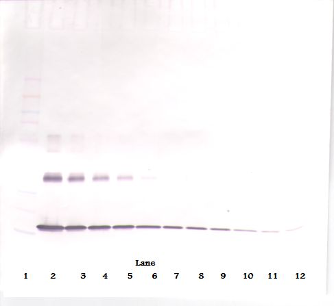 IL1A / IL-1 Alpha Antibody - Western Blot (non-reducing) of IL1A / IL1 Alpha antibody. This image was taken for the unconjugated form of this product. Other forms have not been tested.