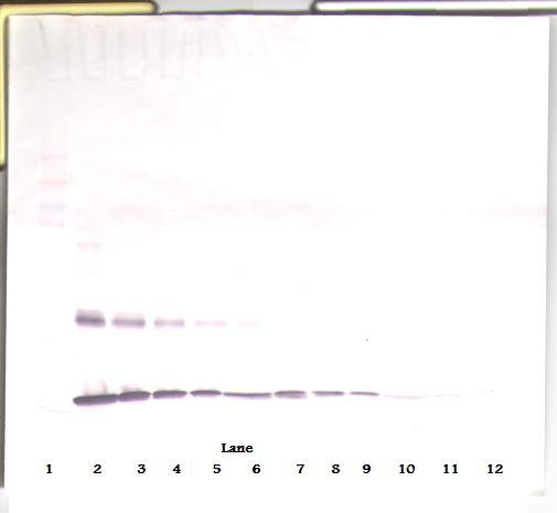IL1A / IL-1 Alpha Antibody - Western Blot (reducing) of IL1A / IL1 Alpha antibody. This image was taken for the unconjugated form of this product. Other forms have not been tested.