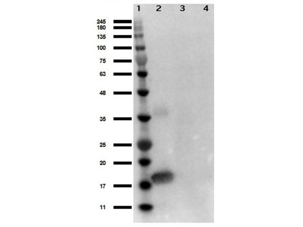 IL1A / IL-1 Alpha Antibody - Western Blot of Rabbit Anti-Human IL-1 alpha Antibody. Lane 1: Opal Prestained Molecular Weight Ladder  Lane 2: IL-1 alpha 50ng. Lane 3: MEF WC lysate 10ng. Lane 4: MEF LPS stimulated 10ng.BlockOut Buffer for 30min at RT. Primary Antibody: Anti-IL-1a 1µg/mL overnight at 4°C. Secondary Antibody: Goat anti-Rabbit HRP at 1:70, 000) for 30min at RT.