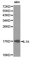 IL1A / IL-1 Alpha Antibody - Western blot of extracts of skin cell lines, using IL1A antibody.