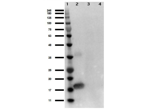 IL1A / IL-1 Alpha Antibody - Western Blot of rabbit Anti-Human IL-1 alpha Antibody. Lane 1: Opal Prestained Molecular Weight Ladder Lane 2: IL-1 alpha 50ng. Lane 3: MEF WC lysate 10ng. Lane 4: MEF LPS stimulated 10ng. Blocking: BlockOut Buffer for 30min at RT. Primary Antibody: Anti-IL-1a 1µg/mL overnight at 4°C. Secondary Antibody: Goat anti-Rabbit HRP at 1:70, 000) for 30min at RT.
