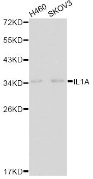 IL1A / IL-1 Alpha Antibody - Western blot analysis of extracts of various cell lines, using IL1A antibody at 1:1000 dilution. The secondary antibody used was an HRP Goat Anti-Rabbit IgG (H+L) at 1:10000 dilution. Lysates were loaded 25ug per lane and 3% nonfat dry milk in TBST was used for blocking.