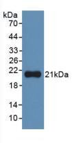 IL1A / IL-1 Alpha Antibody - Western Blot; Sample: Recombinant IL1a, Human.