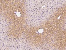 IL1A / IL-1 Alpha Antibody - Immunochemical staining of mouse IL1A in mouse liver with rabbit polyclonal antibody at 1:500 dilution, formalin-fixed paraffin embedded sections.