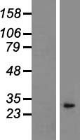 IL1A / IL-1 Alpha Protein - Western validation with an anti-DDK antibody * L: Control HEK293 lysate R: Over-expression lysate