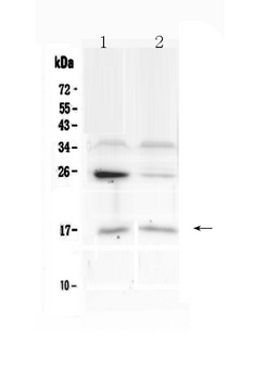 IL1F10 Antibody - Western blot - Anti-IL1F10/Il 38 Picoband Antibody
