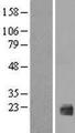 IL1F10 Protein - Western validation with an anti-DDK antibody * L: Control HEK293 lysate R: Over-expression lysate