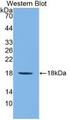IL1F9 Antibody - Western Blot; Sample: Recombinant IL1F9, Mouse.