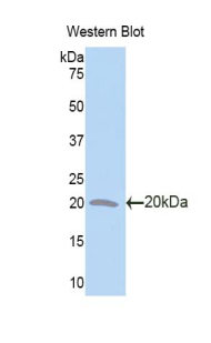IL1F9 Antibody - Western blot of recombinant IL1F9.  This image was taken for the unconjugated form of this product. Other forms have not been tested.