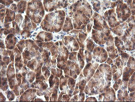 IL1F9 Antibody - IHC of paraffin-embedded Human pancreas tissue using anti-IL1F9 mouse monoclonal antibody.